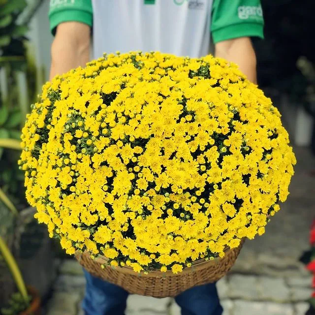 Địa Chỉ Mua Hoa Cúc Mâm Xôi Tại Hải Phòng